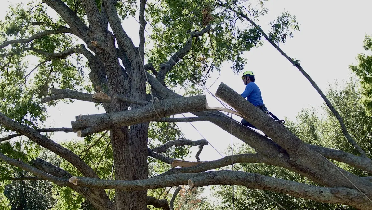 Professional Crown Thinning performed by certified arborists in Stone Park